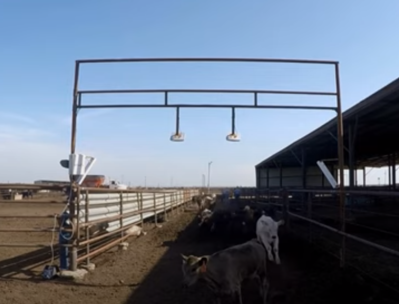 UHF RFID Solution for Livestock Management